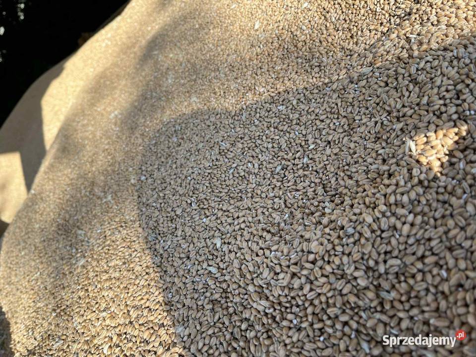 Przenica ozima pallas Zaczarnie