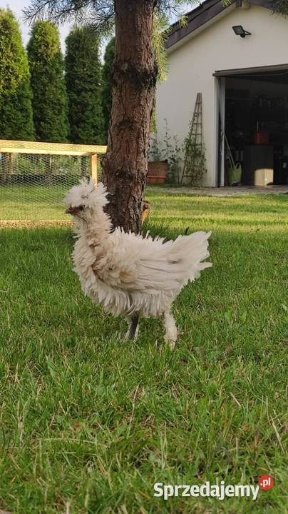 Kury ozdobne Silki Czubatki warmińsko-mazurskie Ełk