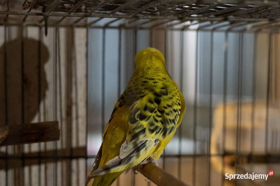 Para Papużki faliste Texas Zółte Chmielnik