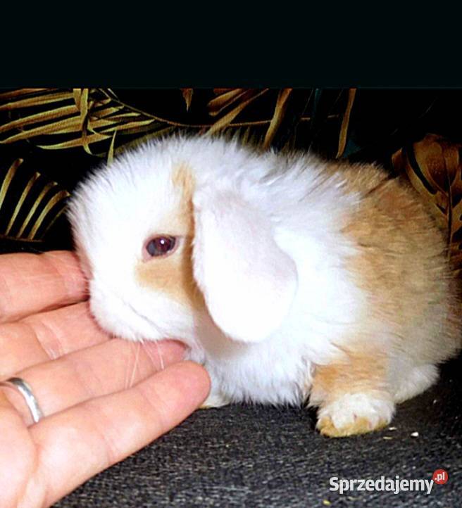 Piękneniebieskookie kroliczki mini lop wielkopolskie Poznań