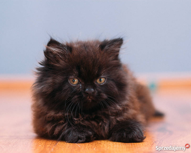 pers perskie kotki Wrocław