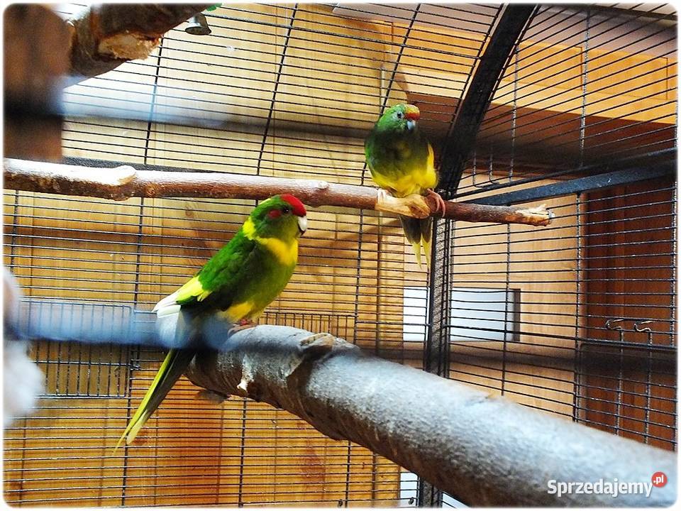 Papugi Modrolotki Kozy Parka legowa Samiec i Ptaki Lubsko