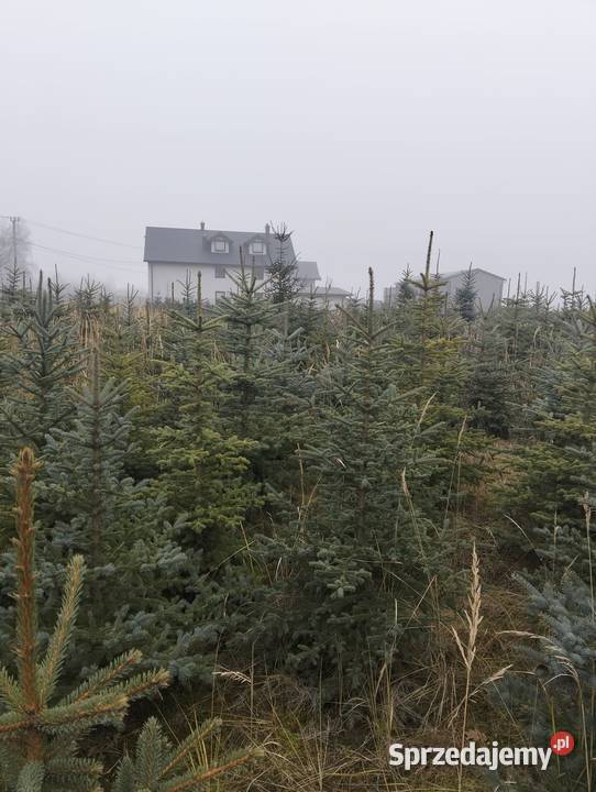 Świerk Srebrny hurt Grójec