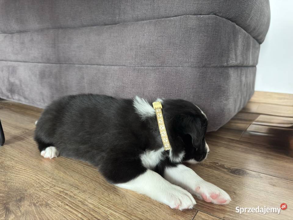 Border Collie suczka Psy Kamień