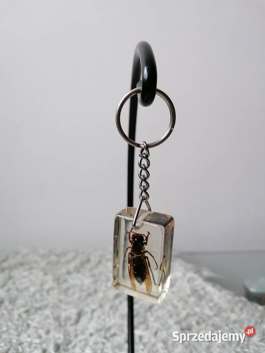 BRYLOCZEKPSZCZOŁA W ŻYWICY Łódź