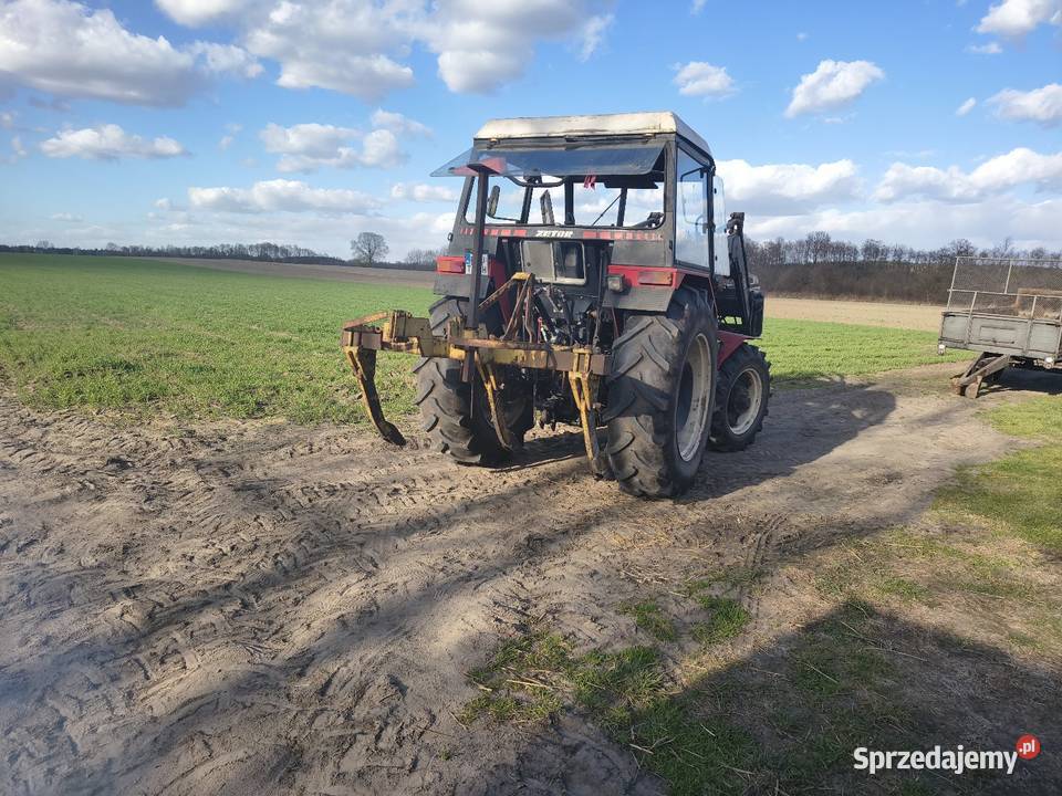 Głębosz trójka Dryja sprzedam