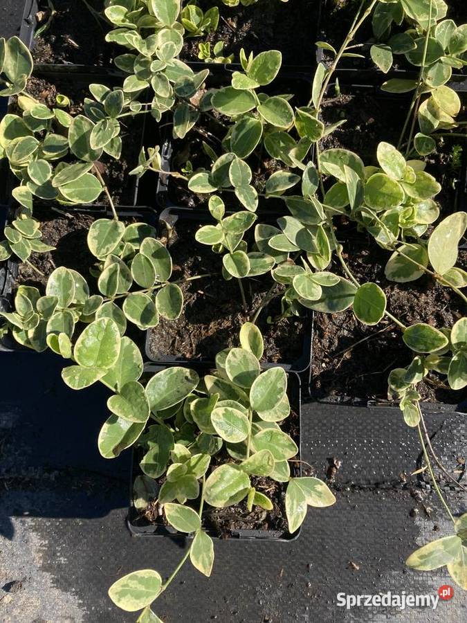 Barwinek z białą obwódką zimozielony