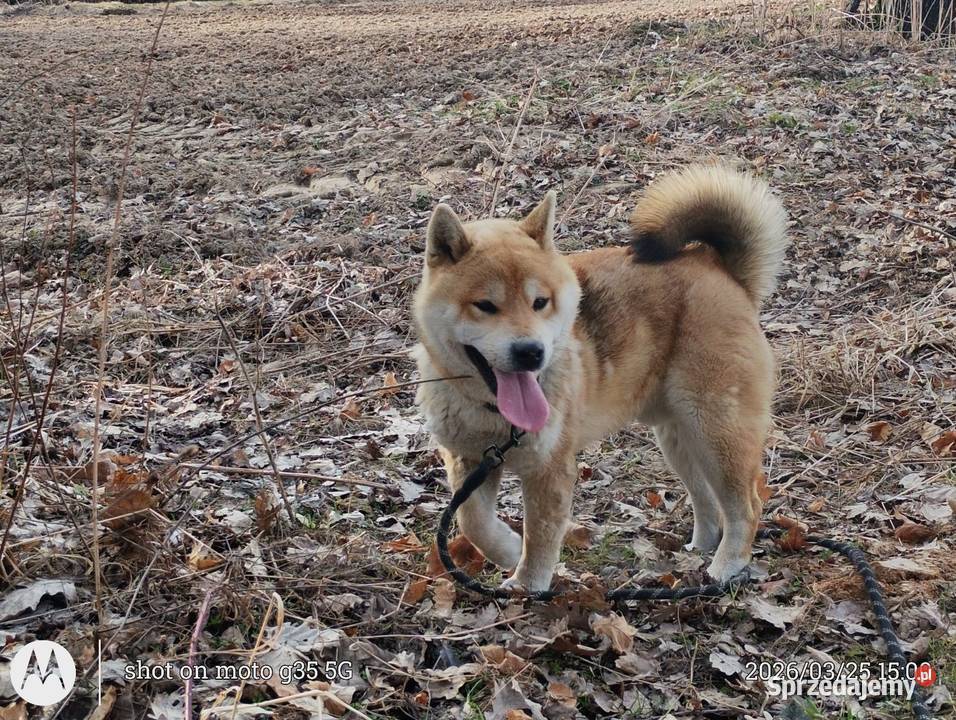Roczny czerwony samczyk Shiba Inu Bychawka Trzecia