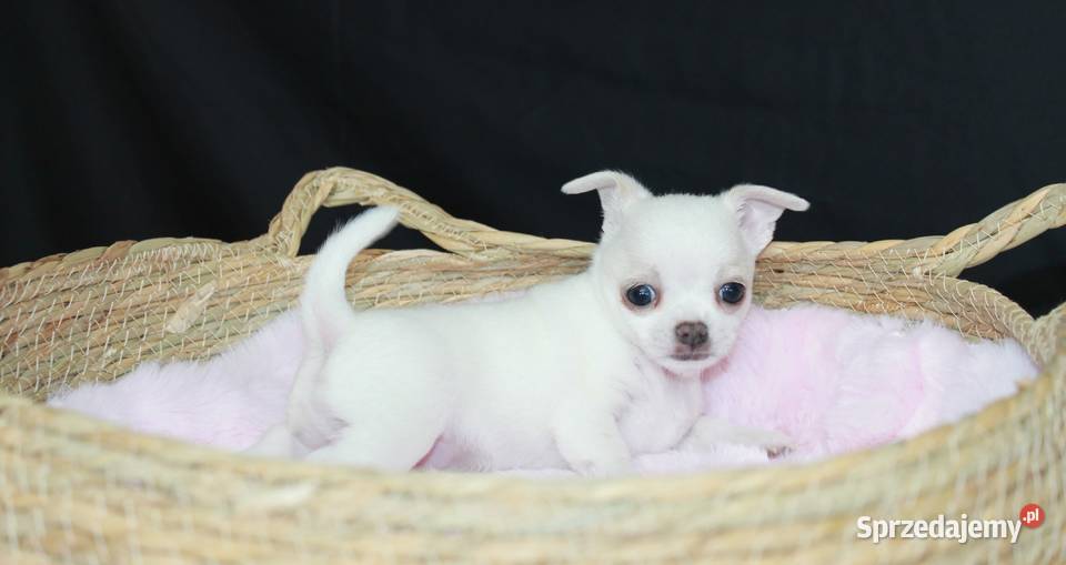Chihuahua krótkowłosy biały chłopiec ZKwP FCI Świnoujście