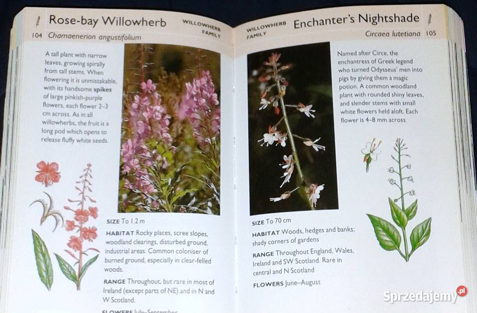 Wild flowers Martin Walters Collins Gem miękka Książki i Podręczniki lubelskie Chełm