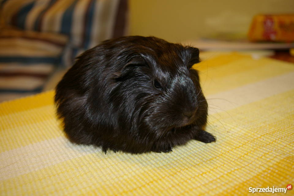 Świnka morska sheltie podkarpackie sprzedam