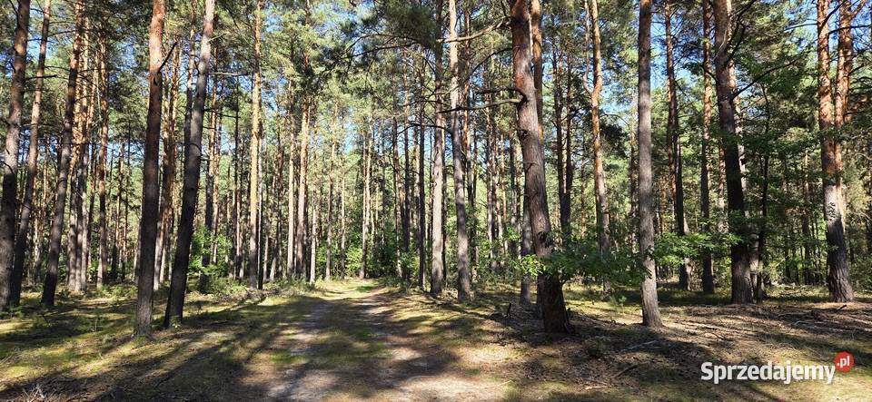 Choroszczynka gm Tuczna działki budowlane z sprzedam