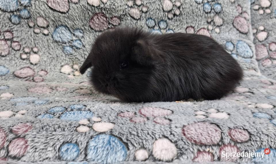 Króliczek Baranek Mini Lop samiczka Gryzonie mazowieckie Wołomin