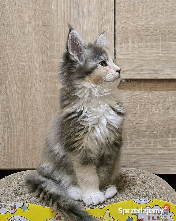Kocięta Maine Coon z rodowodem FPLFIFe