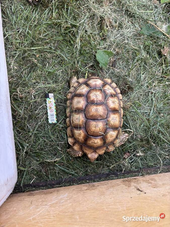 Zółw pustynny żółw lądowy centrochelys sulcata Miechów