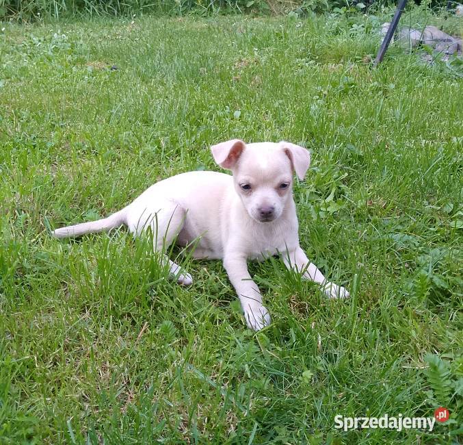 Chihuahua dziewczynka małopolskie Szczucin