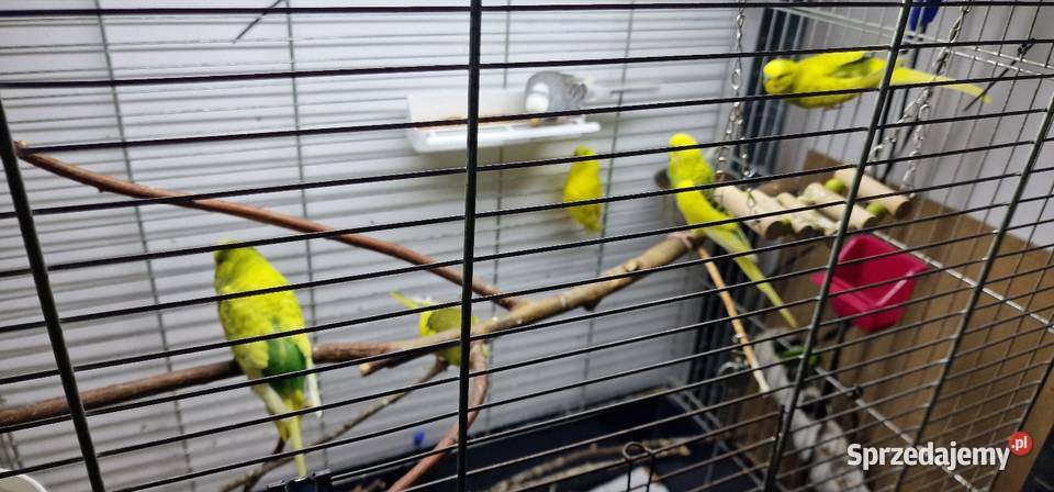 Sprzedam papugi faliste młode z tego roku Gdynia