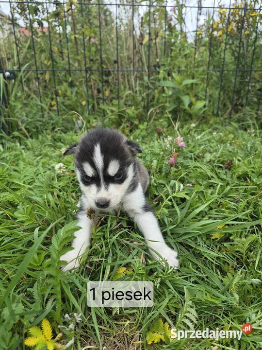Szczeniaki Syberian Husky świętokrzyskie sprzedam