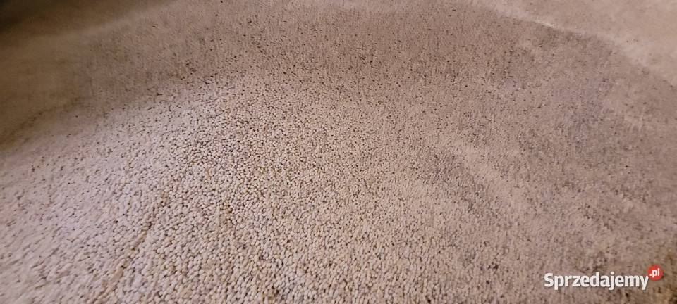 Soja magnolia Pozostałe Przybysławice