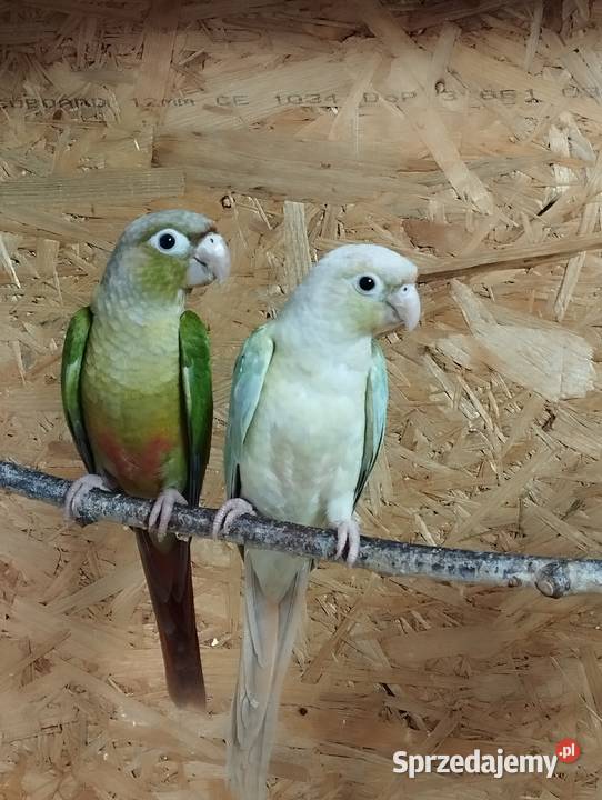 Papugi rudosterki Zwierzęta Kozłów