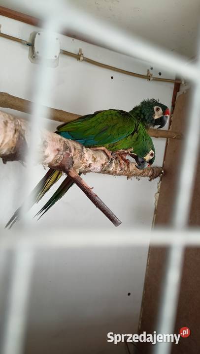 Ara maracana para dorosła Wieliczka sprzedam