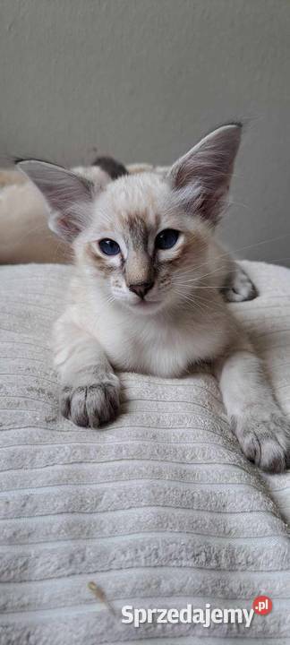 Zapowiedź miotu rasowych kociąt Balijskich z Gdańsk sprzedam