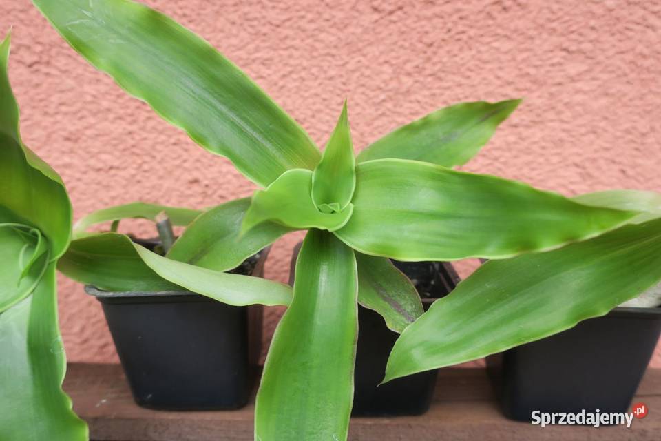 Złoty wąs Callisia Fragrans Pruszków