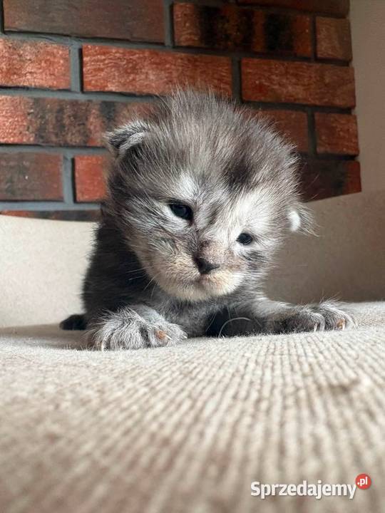 Maine Coon Oreo Szembruk