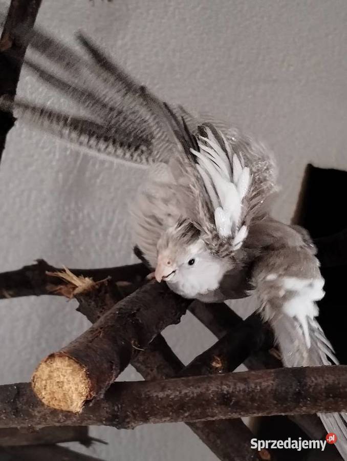 Nimfa oswojona samica Cieszyn