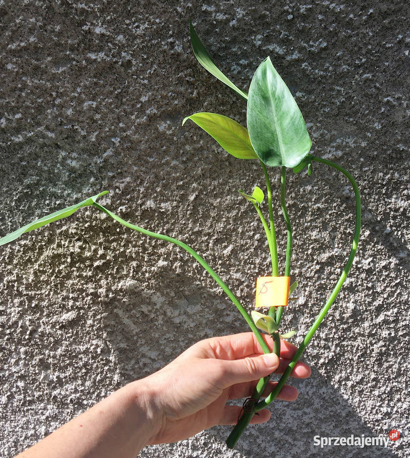 Philodendron filodendron Emerald Queen sadzonka Kraków