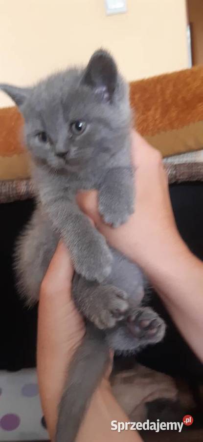 Kotki brytyjskie Lublin