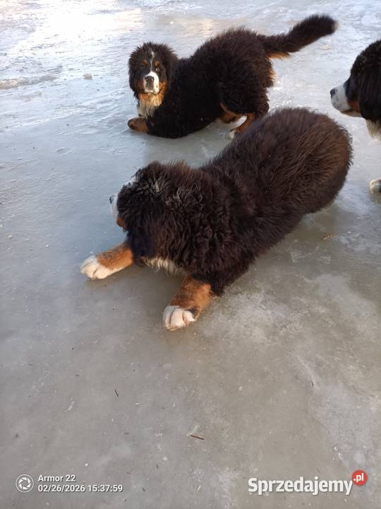 Piesek Berneński Pasterski Jeleniewo