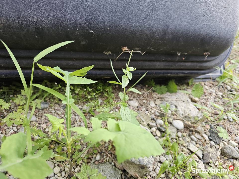 Drzwi citroen berlingo prawy przód mazowieckie Łagów
