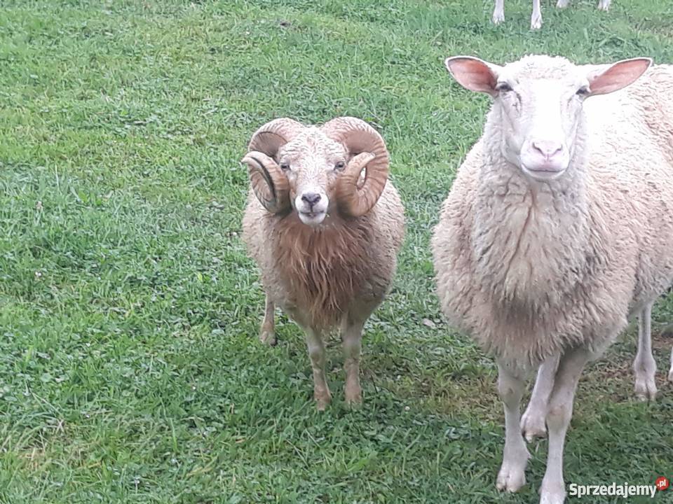 Owce miniaturki Quessant pare i barana mini owca barany owca Słopnice - Sprzedajemy.pl