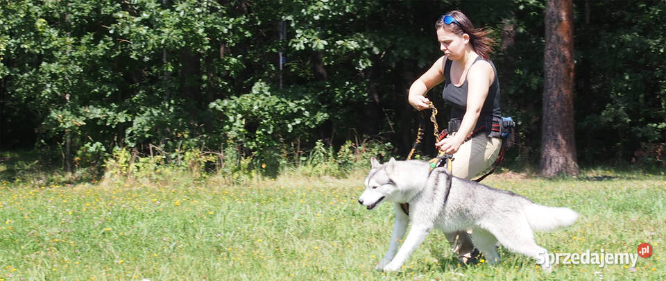 Szelki Guard Psa na Miarę Lite Run PP Tychy