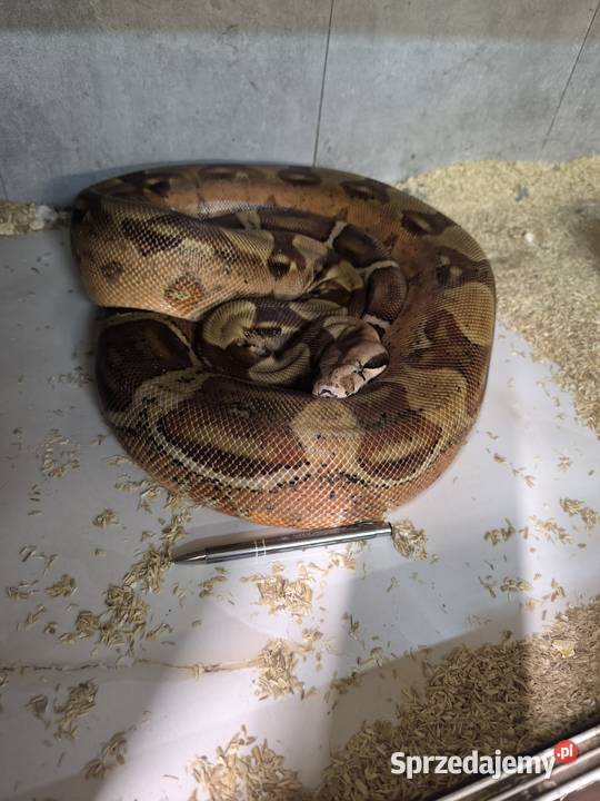 Boa BCI waż samica Nowa Sól