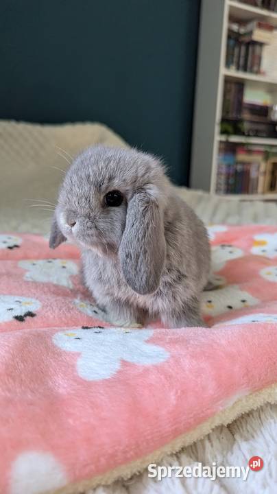 Króliki miniaturki mini lop małe karzełki Gryzonie małopolskie Kraków