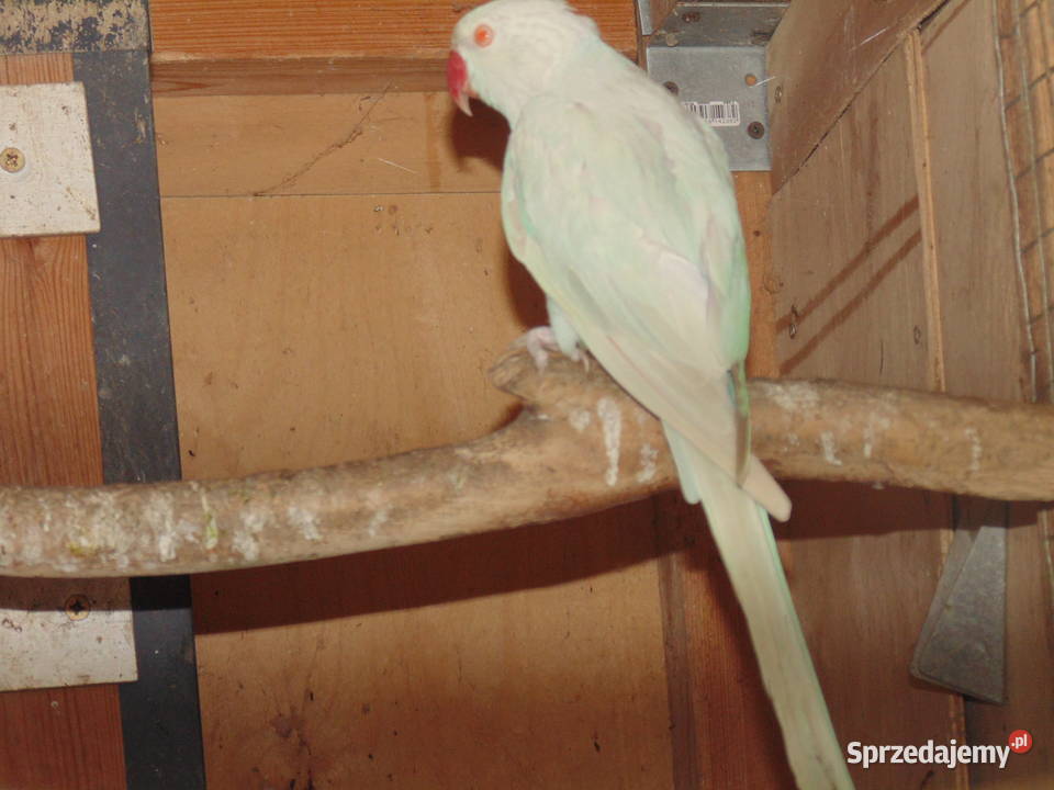 rozela królewska Zwierzęta