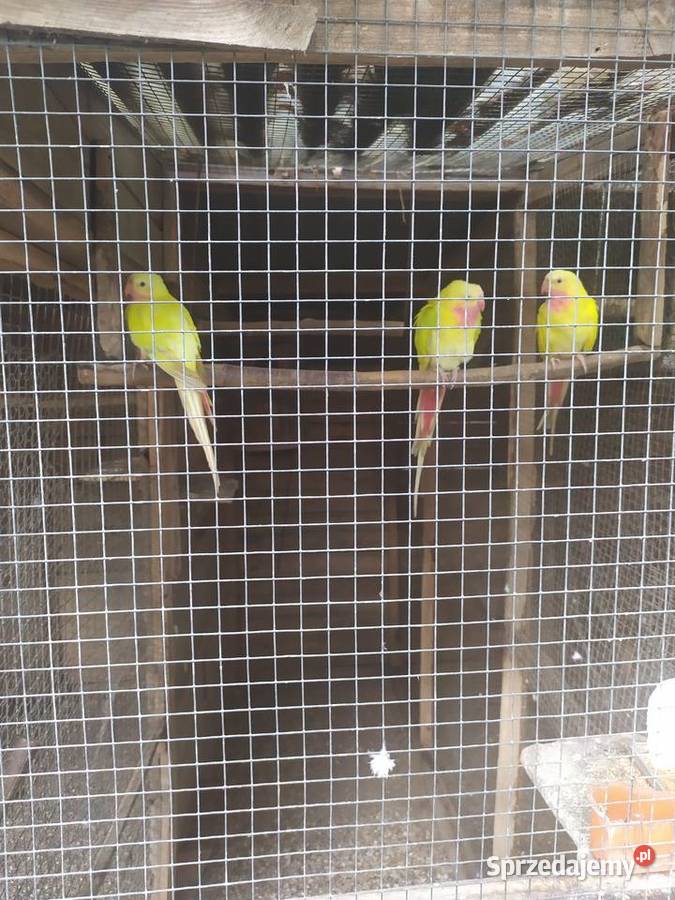 Rozella królewska Bernard czarno głowy Orzesze