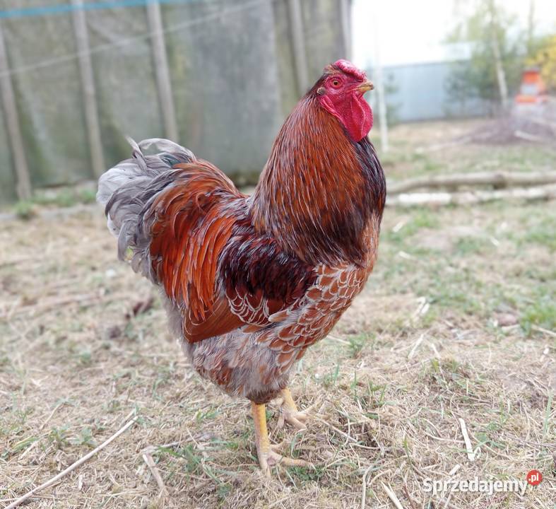 Kogut Wayandotta Blue Laced Gold Obrąb