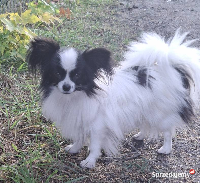 Spaniel kontynentalny Papilon Łask