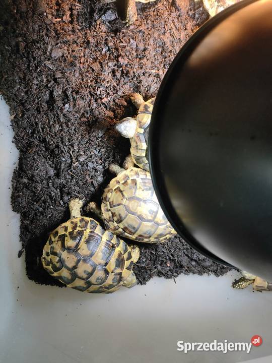 żółw Grecki Żółw Olsztyn samiec samica Cites 357 warmińsko-mazurskie