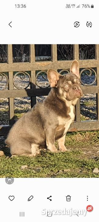 Buldog francuski suczka Augustów sprzedam