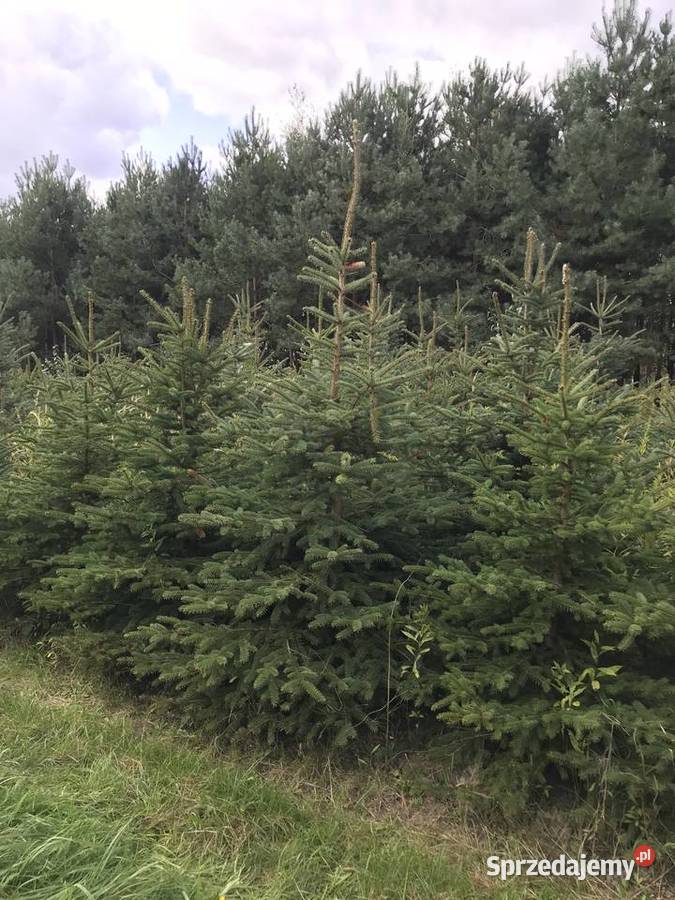 Świerk srebrny likwidacja plantacji Lipsko
