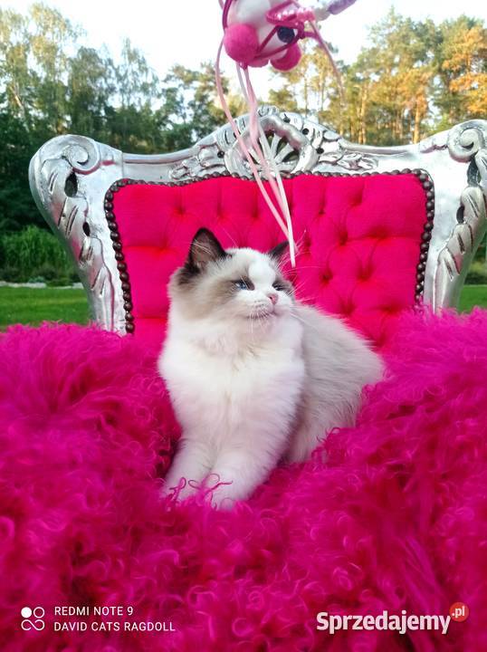Ragdoll Kocurek Seal Bicolor FIFE FPL Wschowa