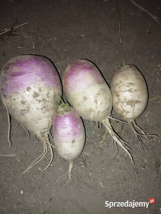 Sprzedam rzepę Rośliny okopowe Kocina