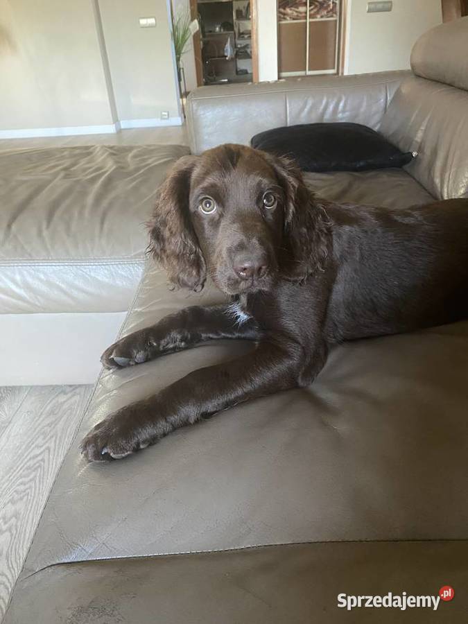 Sprzedam Płochacz NiemieckiWachtelhund śląskie