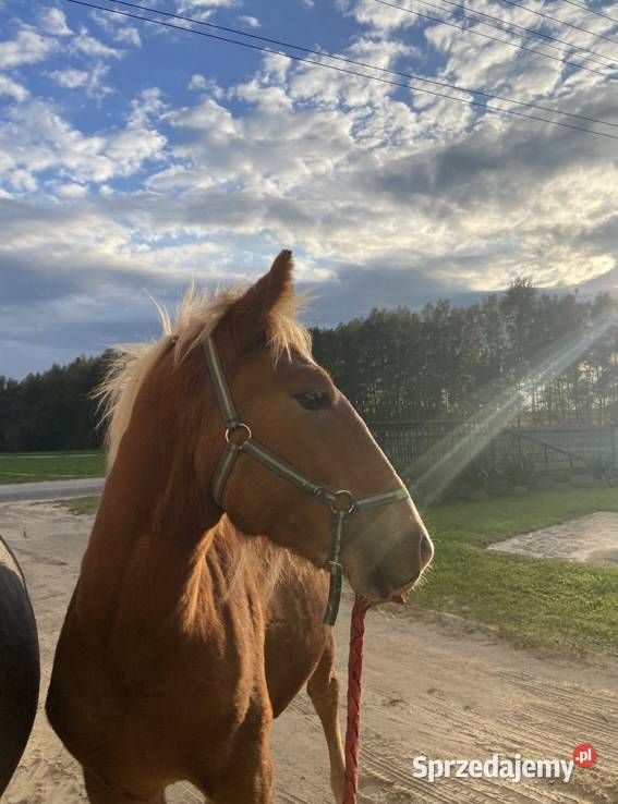 ogier źrebak typ pogrubiony Kodeń sprzedam