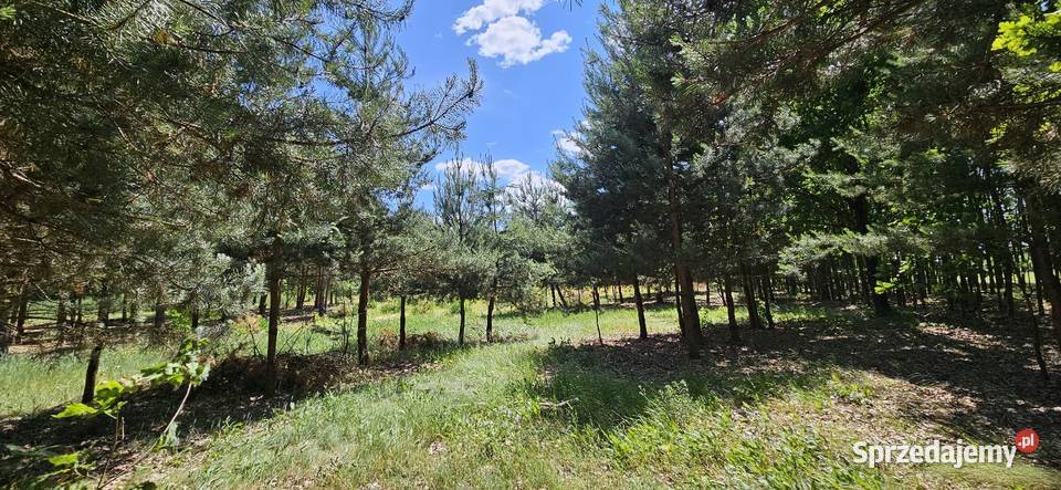 Działka bud 2900 M2 Łukawska Wola WZ ZADRZEWIONA 152m