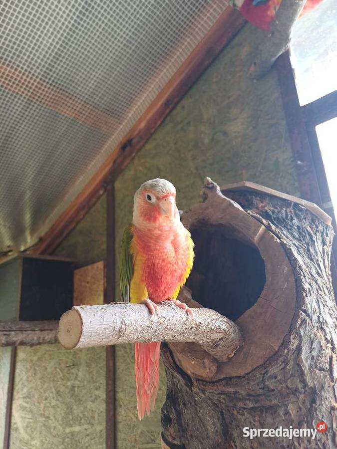 Papugi Faliste nimfy świergotki rozelle wielkopolskie Kalisz sprzedam